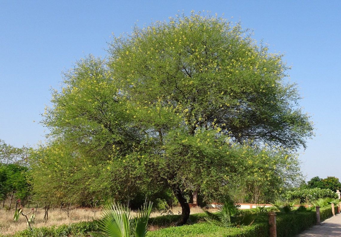 mimosa hostilis